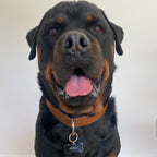 FOX • Médaille pour chien